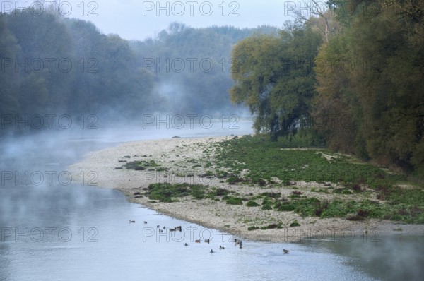 River Isar in the morning mist shortly in front of sunrise, ducks swimming in the water in front of a gravel bank, twilight, blue hour, nature reserve Isarauen near Marzling, Freising, Upper Bavaria, Bavaria, Germany