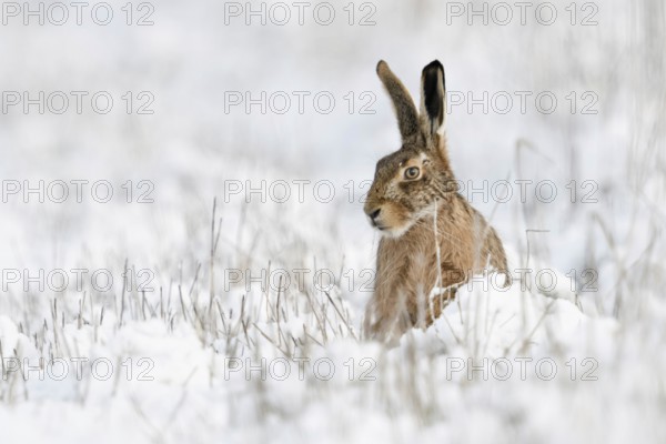 European hare (Lepus europaeus), hare sits in winter in a meadow in the snow, looks dreamy, thoughtful, hares are expressive animals, funny picture, native nature on the Lower Rhine, Rhineland, North Rhine-Westphalia, Germany, Western Europe