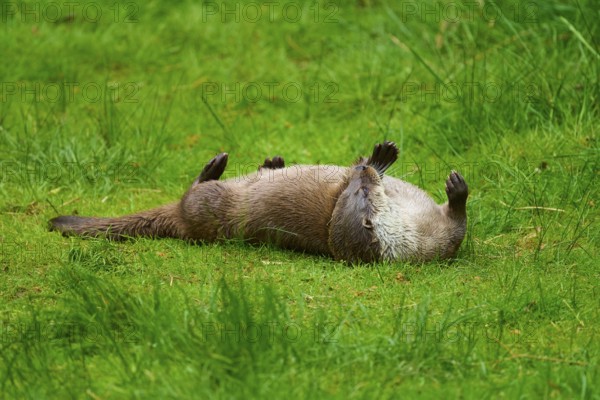 European otter (Lutra lutra), lying on its back in the grass in a natural environment and looking relaxed, Germany