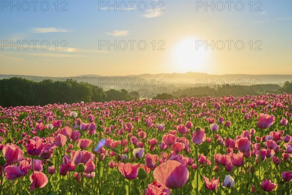 Opium poppy (Papaver somniferum), pink poppies at dawn with fresh blue sky, summer, Germerode, Geo nature park Park Frau-Holle-Land, Hoher Meissner, Hesse, Germany
