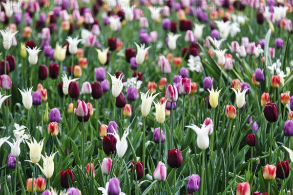 Different coloured tulips (Tulipa), colourful tulip bed, Keukenhof gardens, Lisse, Bollenstreek, South Holland, Netherlands