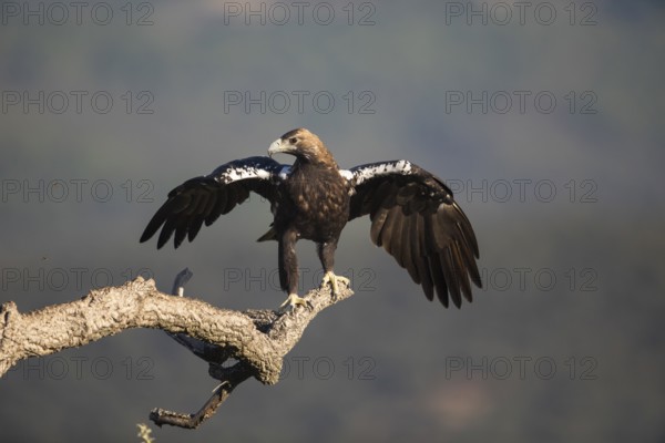 Iberian Eagle (Aquila adalberti), Spanish imperial eagle, Extremadura, Castilla La Mancha, Spain