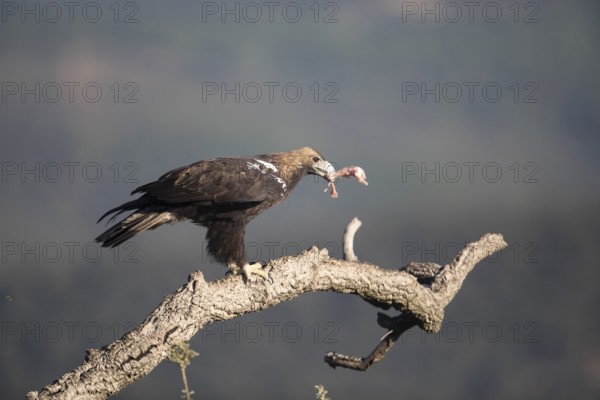 Iberian Eagle (Aquila adalberti), Spanish imperial eagle, Extremadura, Castilla La Mancha, Spain