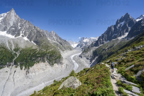 Picturesque mountain landscape with blooming alpine roses, imposing mountain peaks and glaciers, mountaineers on a hiking trail, Grand Balcon Nord, glacier tongue Mer de Glace, behind Grandes Jorasses, Mont Blanc massif, Montenvers, Chamonix, Haute-Savoie, France