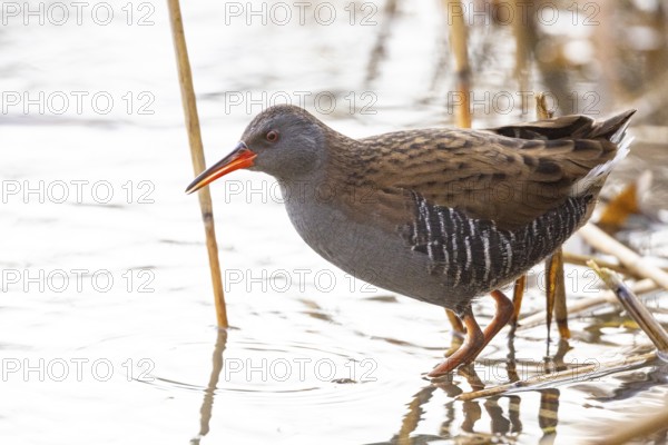Water rail (Rallus aquaticus) Germany