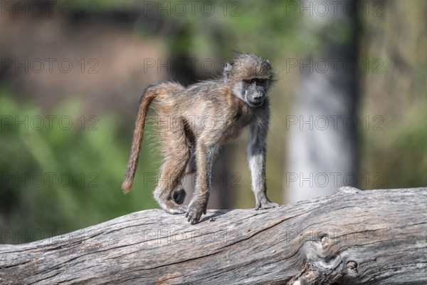 Bear baboon (Papio ursinus), young on a tree trunk, Kruger National Park, South Africa