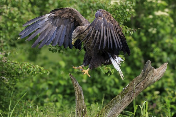 An eagle lands on a tree stump with its wings wide open, white-tailed eagle (Haliaeetus albicilla), France