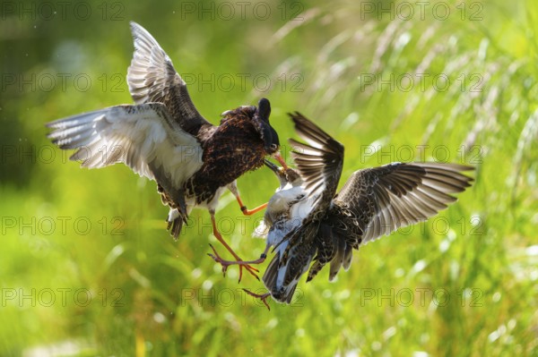 Aerial fight between two ruffs, clipped wing movements in green surroundings, ruff (Calidris pugnax, Syn.: Philomachus pugnax), courtship display, France