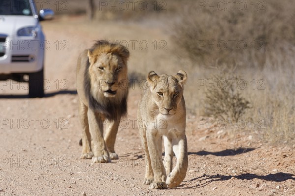 African lions (Panthera leo), two adults, male and female, walking on a dirt road, followed by an off-road vehicle, Kgalagadi Transfrontier Park, Northern Cape, South Africa