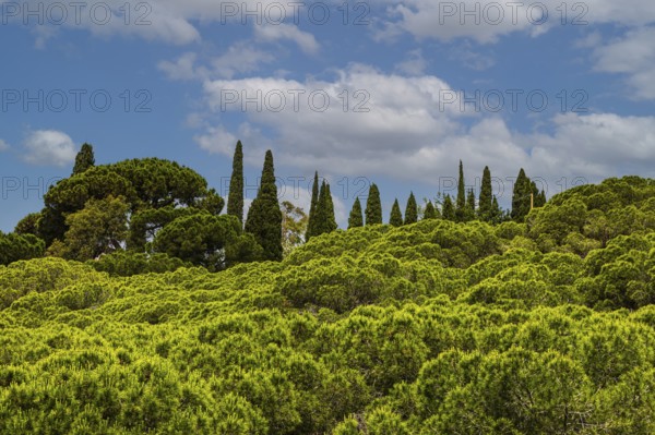Pine trees (Pinus pinea) and cypresses (Cupressus) in front of clouds and blue sky, near Capoliveri, Elba Island, Tuscan Archipelago National Park, Tuscany, Italy