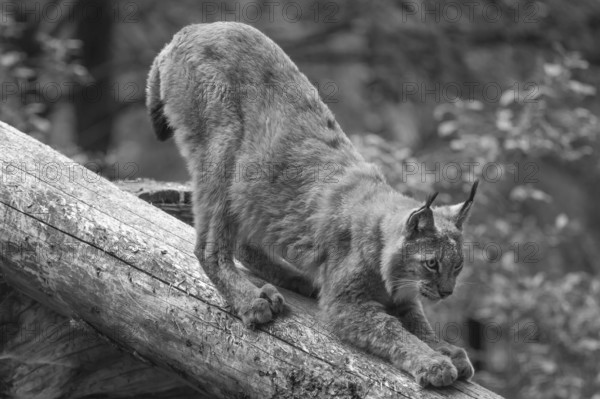 Eurasian lynx (Lynx lynx) stretching, wildlife park, Bavaria, Germany