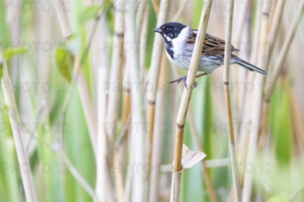 Reed bunting (Emberiza schoeniclus) ml Germany