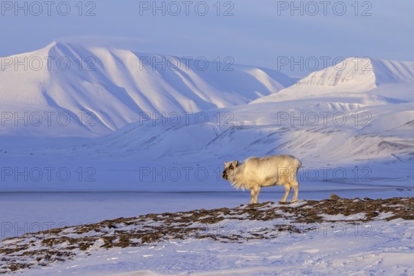 Svalbard reindeer (Rangifer tarandus platyrhynchus) adult in winter coat with cast antlers on snow covered tundra in spring on Spitsbergen, Norway
