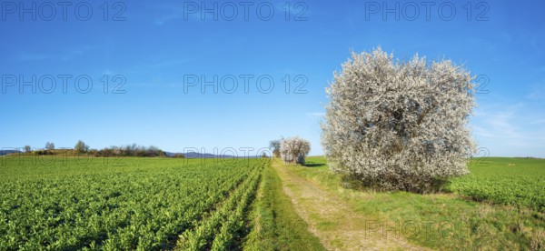 Country lane through green fields in spring, old road with cobblestones, white flowering copses, near Quedlinburg, Saxony-Anhalt, Germany