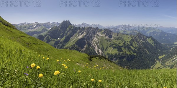 Mountain panorama with troll flowers (Trollius europaeus) from Laufbacher-Eckweg to Höfats, 2259m, Allgäu Alps, Allgäu, Bavaria, Germany