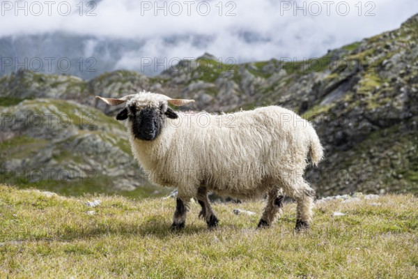 Valais Blacknose sheep (Ovis gmelini aries), high alpine mountain valley, Obere Senner Egete, Stubai Alps, near Ridnaun, South Tyrol, Italy