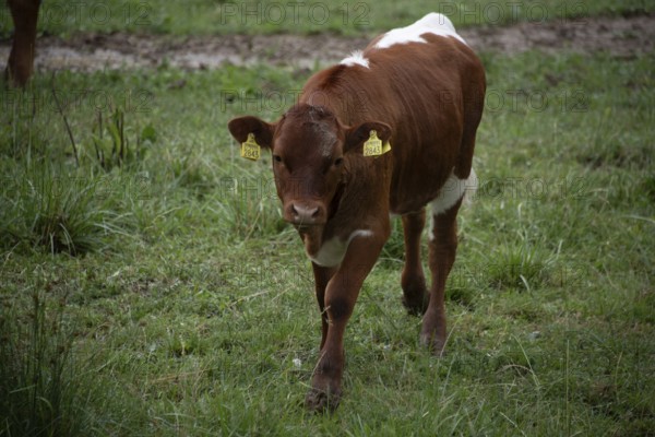 A brown calf stands on a green meadow and looks directly at the camera, Zgornje Jezersko, Gorenjska, Slovenia