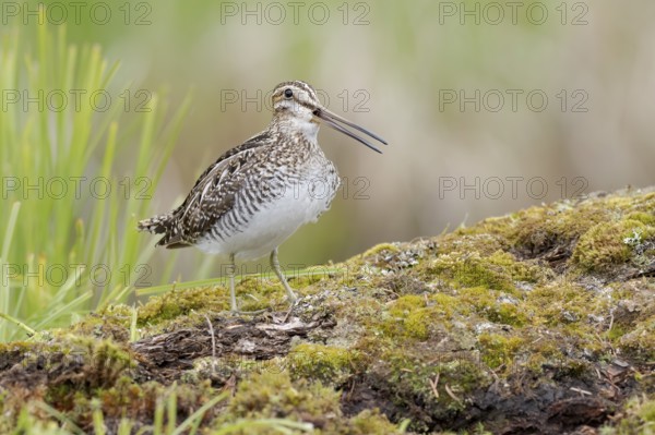 Wilson's Snipe (Gallinago delicata) calling, British Columbia, Canada