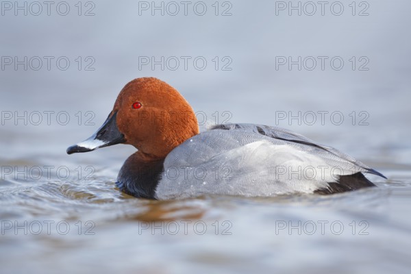 Tafelente, männl., Aythya ferina Common Pochard, male, Aythya ferina
