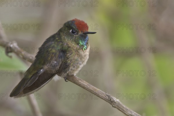 Rufous-capped Thornbill (Chalcostigma ruficeps), Wayqecha Reserve, Peru