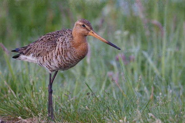 Black-tailed Godwit (Limosa limosa), Netherlands