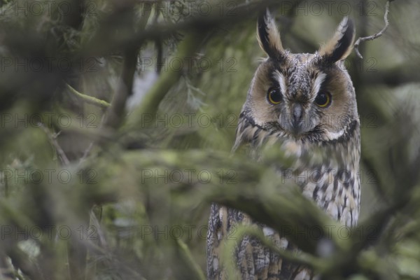 Long-eared Owl (Asio otus), Thuringia, Germany