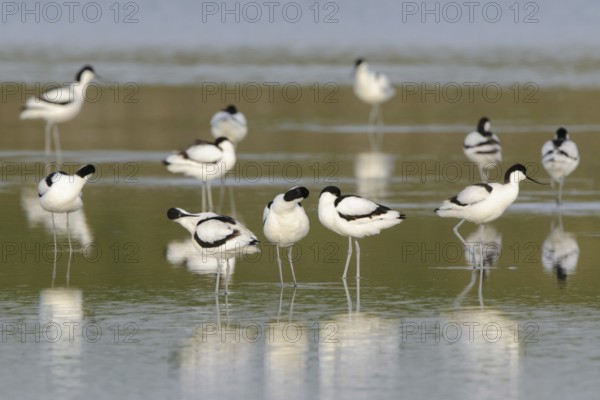 Pied Avocet (Recurvirostra avosetta), Texel, Netherlands