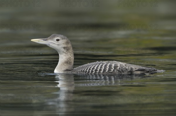 Yellow-billed Loon (Gavia adamsii), British Columbia, Canada