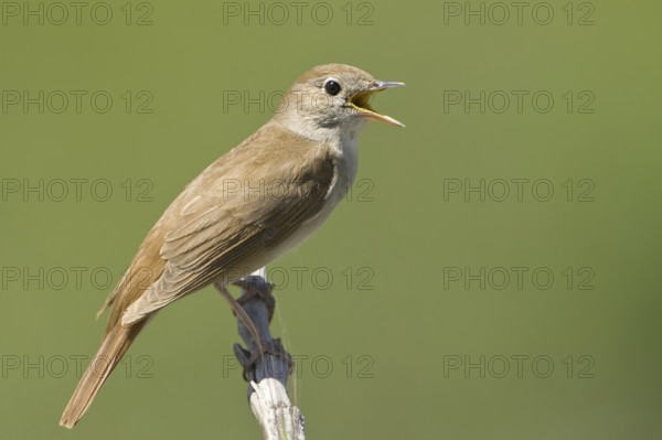 Common Nightingale (Luscinia megarhynchos) singing, Lesvos, Greece