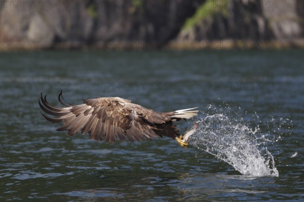 Seeadler; lat. Haliaeetus albicilla; fliegt mit weit nach vorn geschlagenen Flügeln gerade mit einem aus dem Wasser gegriffenen Fisch auf