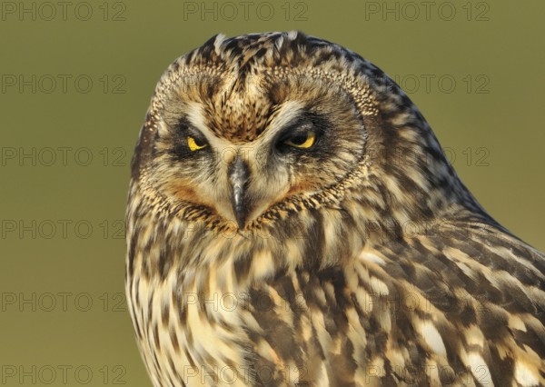 Short-eared Owl (Asio flammeus), British Columbia, Canada