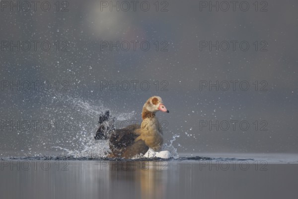 Egyptian Goose (Alopochen aegyptiaca) bathing, North Rhine-Westphalia, Germany