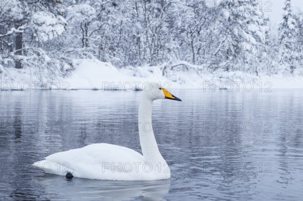 Whooper Swan (Cygnus cygnus), Finland