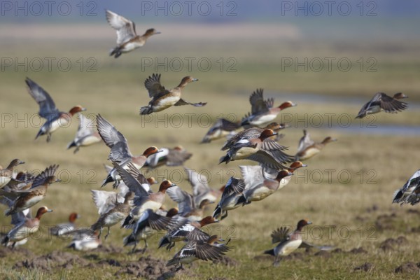 Eurasian Wigeon (Mareca penelope) flying, Netherlands