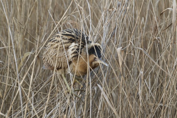 Eurasian Bittern (Botaurus stellaris), Hesse, Germany