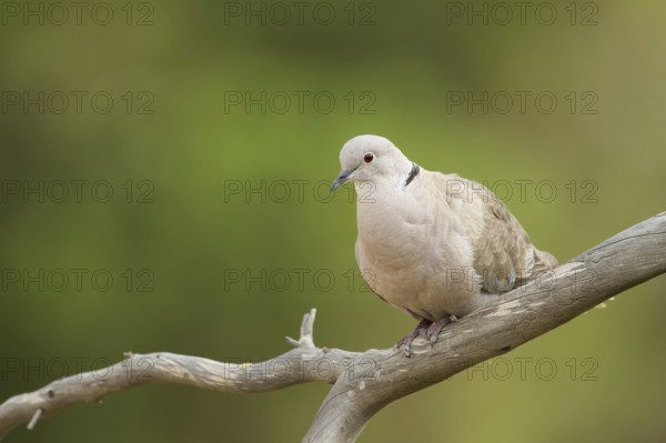 Eurasian Collared Dove (Streptopelia decaocto), Corsica, France