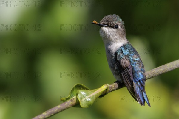 Bee Hummingbird (Mellisuga helenae) perched on a branch in Cuba