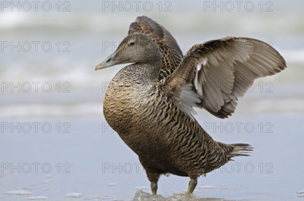 Eiderente (Somateria mollissima), Eider, Weibchen am Strand, schlaegt mit den Fluegeln, Juni, Duene der Insel Helgoland, Schleswig-Holstein, Deutschland