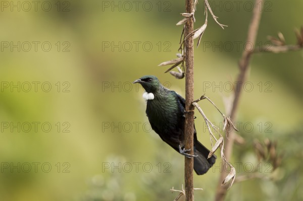 Tui on flax seed head