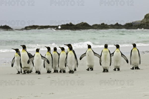 King Penguin (Aptenodytes patagonicus), Falkland Islands