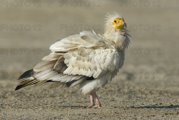 Egyptian Vulture (Neophron percnopterus), Oman