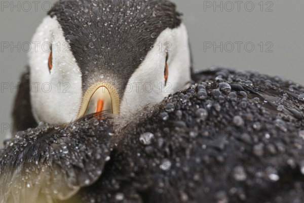 Atlantic Puffin (Fratercula arctica), Wales, United Kingdom