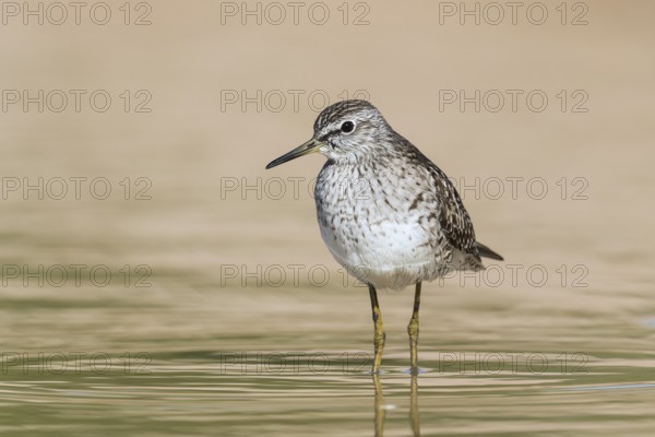 Wood Sandpiper (Tringa glareola) foraging, Eilat, Israel