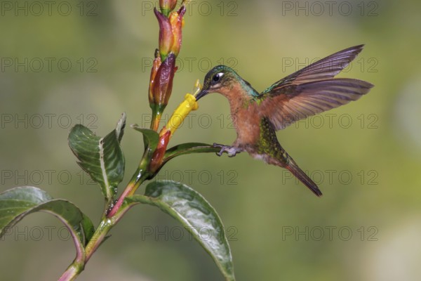 Brazilian Ruby (Clytolaema rubricauda) flying and feeding at a flower in the Atlantic rainforest of southeast Brazil