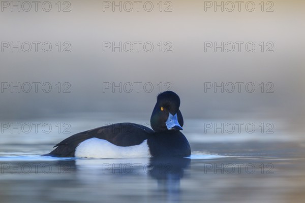 Tufted Duck (Aythya fuligula) male, North Rhine-Westphalia, Germany