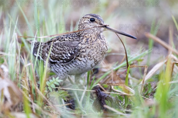 Great Snipe (Gallinago media), Nizhegorodskaya, Russia