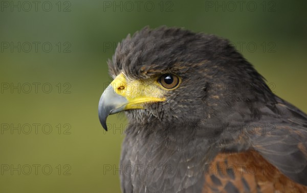 Wüstenbussard (Parabuteo unicinctus) Portrait, captive, Heimat: Südwesten der USA, Mittel- und Südamerika, Oktober, captive (D)