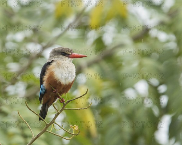 Grey-headed Kingfisher (Halcyon leucocephala), Uganda