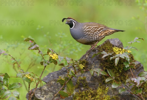 California Quail (Callipepla californica) male, British Columbia, Canada