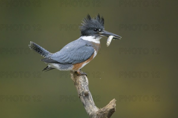 Belted Kingfisher (Megaceryle alcyon) female perched on a branch with a fish prey in its beak, Colorado, USA